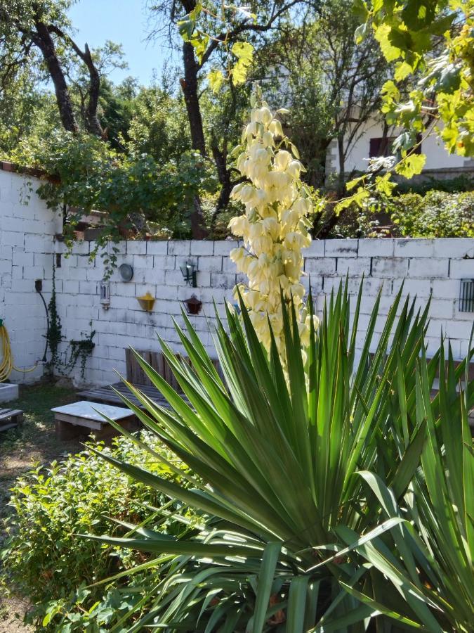 Гостьовий будинок La Parra De Pepa Серседілья Екстер'єр фото